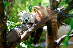 red panda, red panda, branch, sleeping, animals HD wallpaper