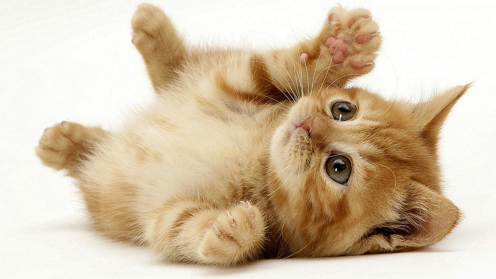 orange Tabby kitten lying on white surface HD wallpaper