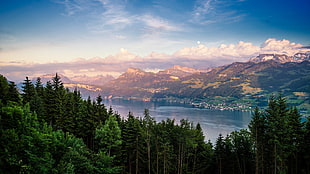 green forest, lake, forest, Switzerland HD wallpaper
