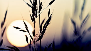 silhouette of wheat, silhouette, blurred, nature, plants HD wallpaper