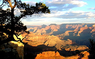 green tall tree, Grand Canyon, landscape, sunlight, canyon