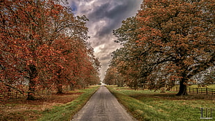 gray roadway between brown leaf trees HD wallpaper