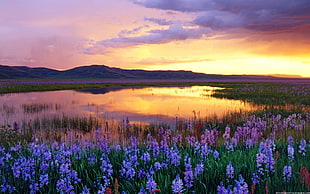 Lavender field during golden hour HD wallpaper