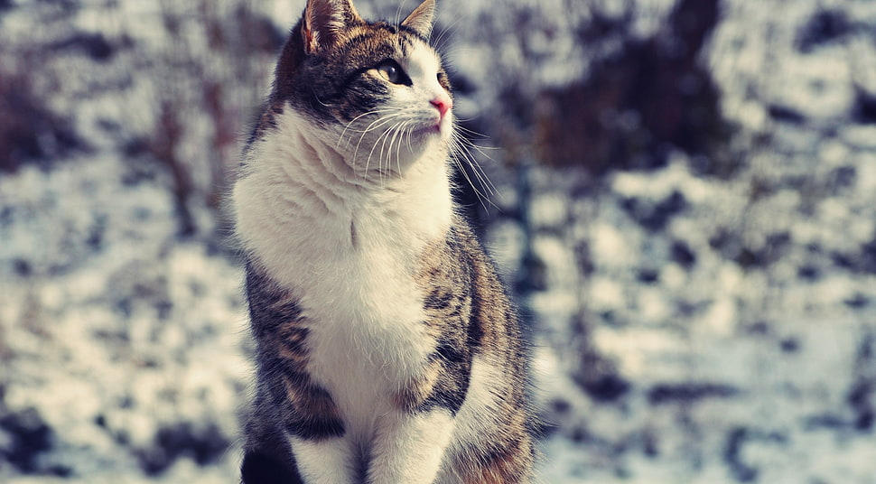Calico cat sitting HD wallpaper
