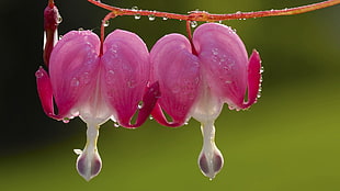 closeup photo of pink Bleeding Heart flower