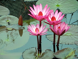 four pink lotus on body of water at daytime