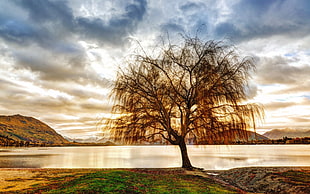 brown leaf tree, nature, landscape, lake, trees