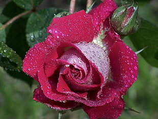 red rose close-up photogrtaphy HD wallpaper