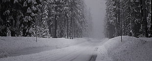 landscape photography of road covered with snow in the middle of tall trees