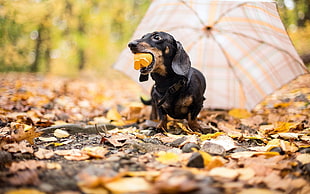 shallow focus photography of black and brown Dachshund surrounded by brown and yellow leaves
