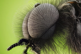 Insect,  Eyes,  Fur,  Close-up HD wallpaper