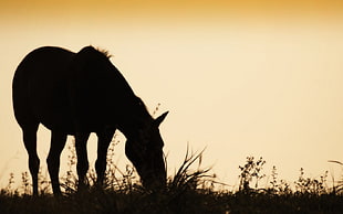 silhouette of horse HD wallpaper