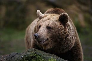 brown bear, bears, nature, animals HD wallpaper