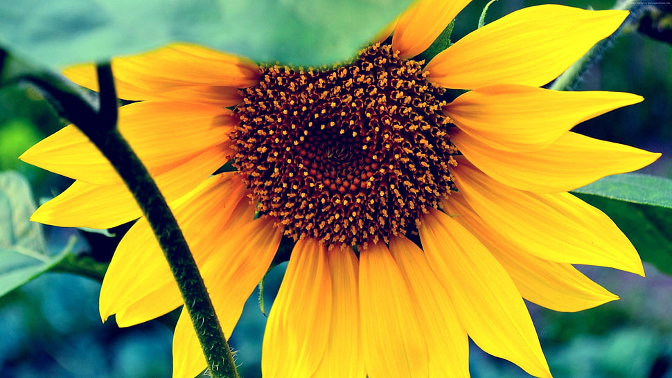 close up photography of sunflower HD wallpaper