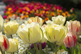 yellow petaled flower plant, tulips