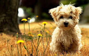 brown puppy on a green and brown field HD wallpaper