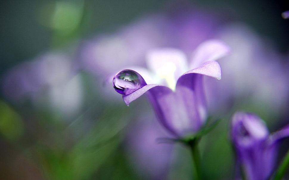 purple petaled flower, flowers, nature, closeup, water drops HD wallpaper