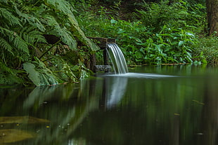 running waters surrounded by green leaves plants during daytime