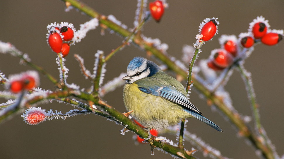 blue and green bird, nature, animals HD wallpaper