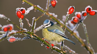 blue and green bird, nature, animals