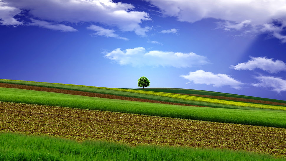 green field clipart, landscape, clouds, field, sky HD wallpaper