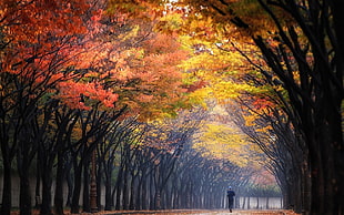 person walking between maple trees