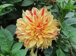 close up photo of yellow and red petaled flower