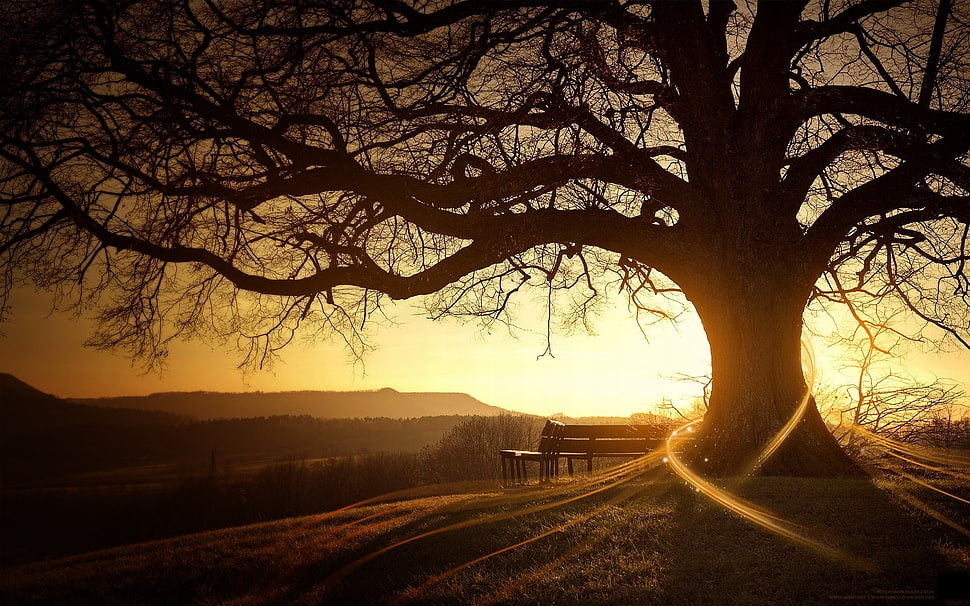 silhouette of bare tree against setting sun HD wallpaper