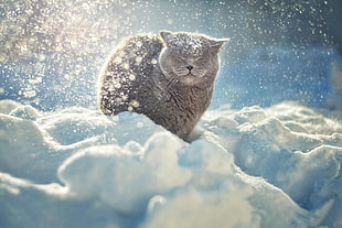 short-coated gray cat, cat, snow