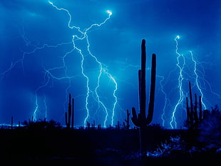 silhouette photo of cactus plants with thunder background HD wallpaper