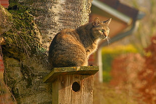 brown tabby cat on bird house during daytime