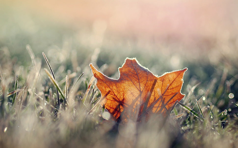 maple leaf on top grass, grass, macro, leaves, fall HD wallpaper