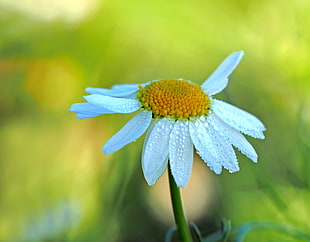 closeup photo of white Daisy flower