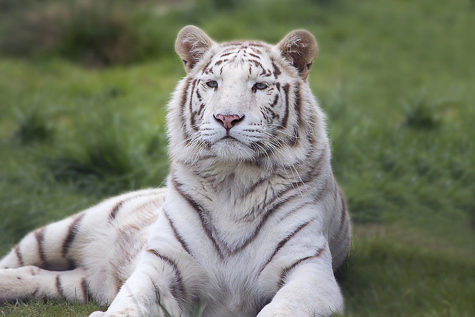 white tiger close-up photography HD wallpaper