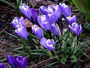 photo of purple petaled flower plants