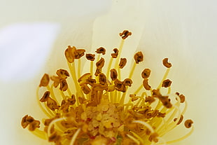 close up photo flower stigma