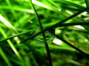 closeup photo of water drop on green grass HD wallpaper