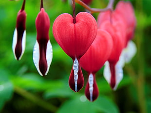 Bleeding Heart flowers