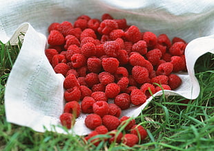 raspberry fruit lot
