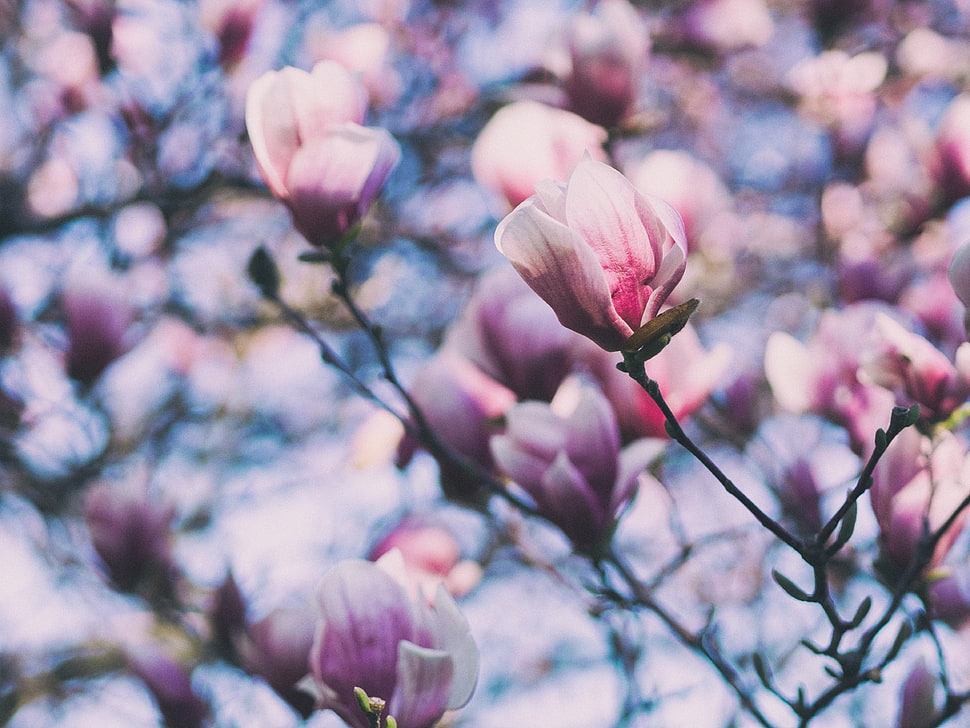 pink magnolia flowers, Magnolia, Pink, Branches HD wallpaper