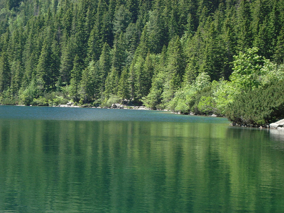 green trees, landscape, forest HD wallpaper