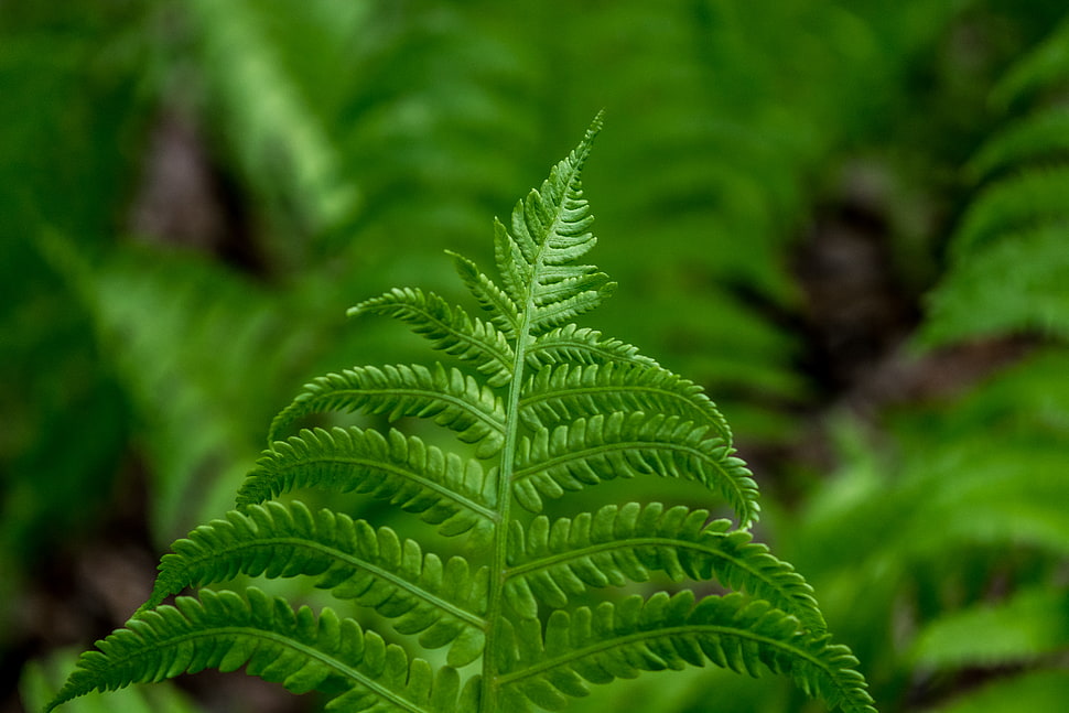green leaves HD wallpaper