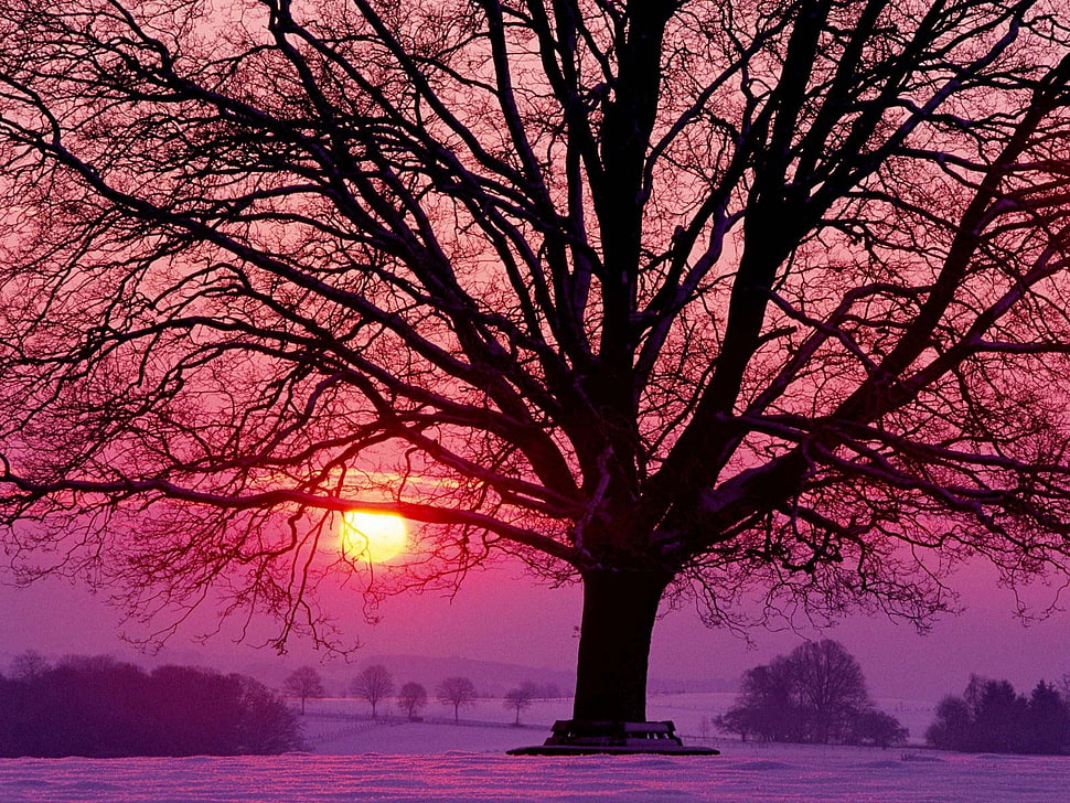 black tree during sun set HD wallpaper