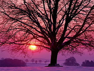 black tree during sun set
