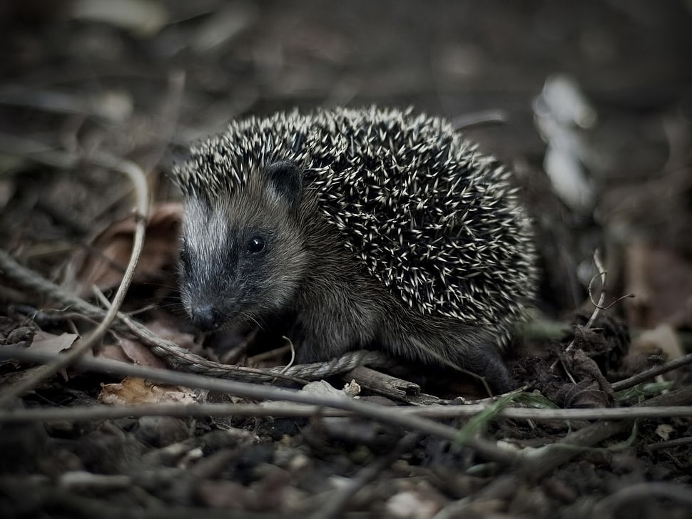gray hedgehog, animals, hedgehog HD wallpaper