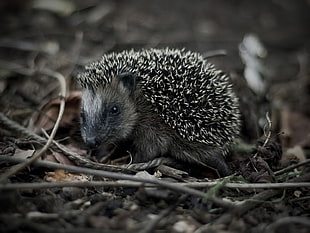 gray hedgehog, animals, hedgehog