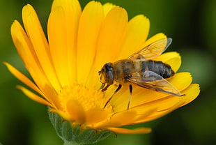 honeybee perched on yellow petaled flower on close-up photography