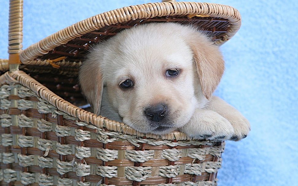 Golden retriever puppy inside brown basket HD wallpaper