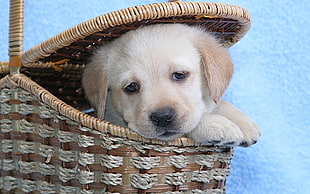Golden retriever puppy inside brown basket