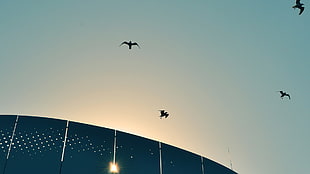 flight of bird silhouette wallpaper, Sun, sky, birds